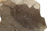 Fossil Leaf (Fagus) - McAbee, BC #226102-1
